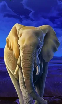 African Elephant
